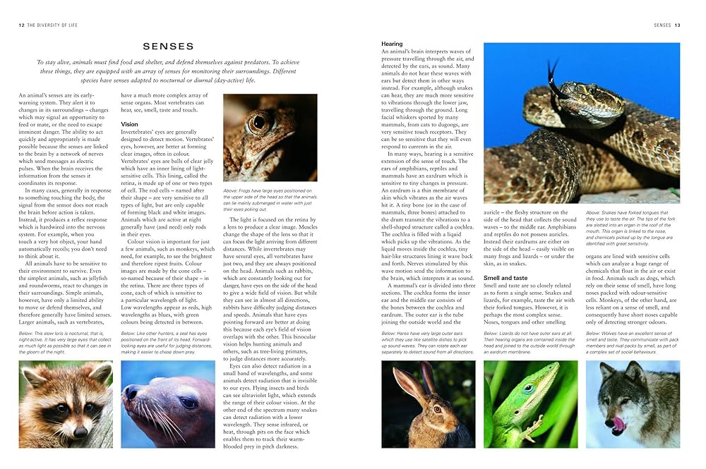 その他 The Complete Encyclopedia Of Wild Animals: Informative Text with Hundreds of Photographs Wild Animals: Snapshot: 9780789404831: Amazon.com: Books